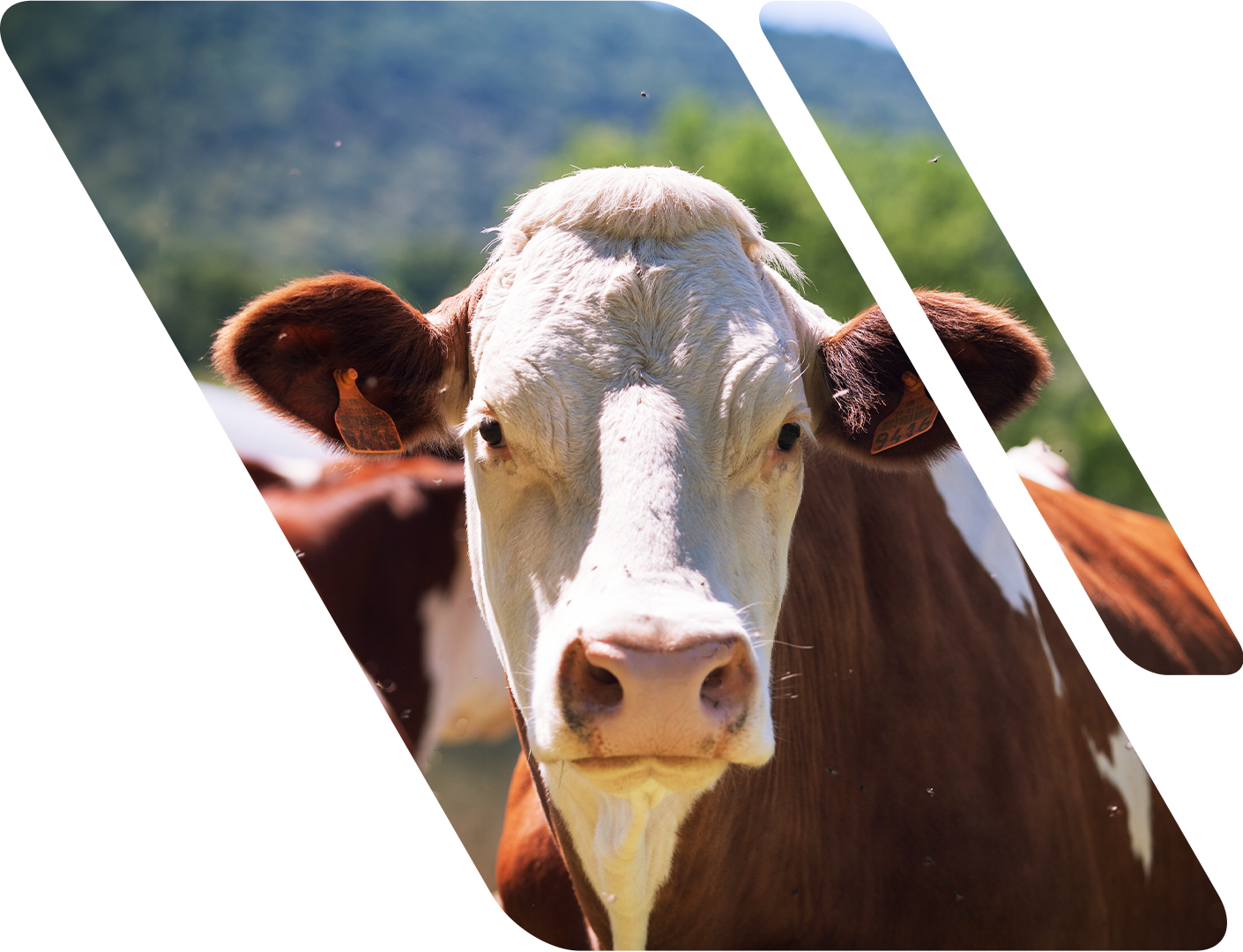 Close de uma vaca marrom e branca olhando para a câmera